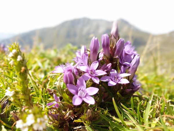 Gentianella germanica