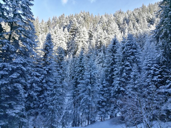 Bellissimi abeti con neve