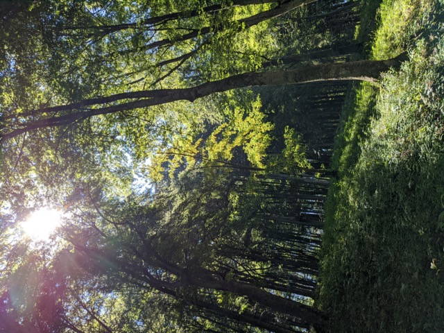 Sole illumina albero con fiori gialli